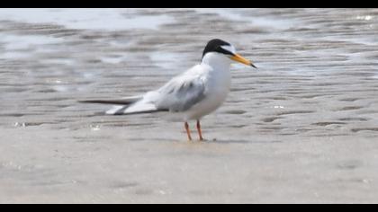 Little Tern