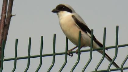 Karaalınlı örümcekkuşu