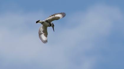 Alaca yalıçapkını