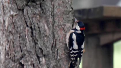 Orman alaca ağaçkakanı