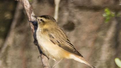 Kındıra kamışçını