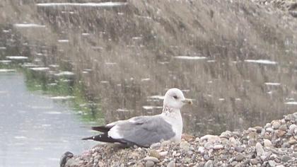 Küçük gümüş martı