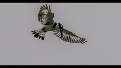 Alaca yalıçapkını