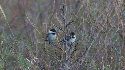 Akyanaklı baştankara