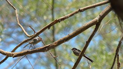 Uzunkuyruklu baştankara