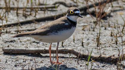 Halkalı küçük cılıbıt