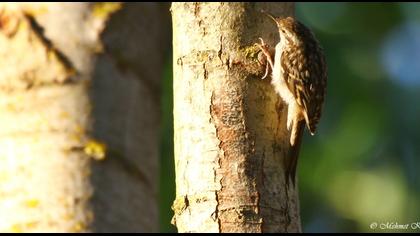 Bahçe tırmaşıkkuşu