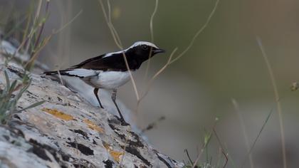 Aksırtlı kuyrukkakan