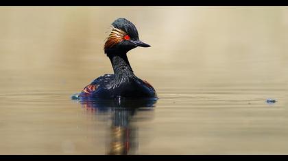 Karaboyunlu batağan