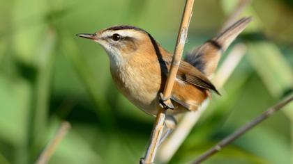 Bıyıklı kamışçın