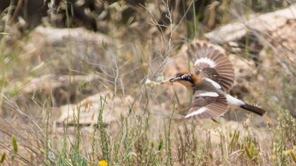 Kızılbaşlı örümcekkuşu