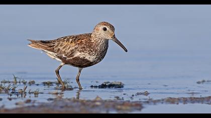 Karakarınlı kumkuşu