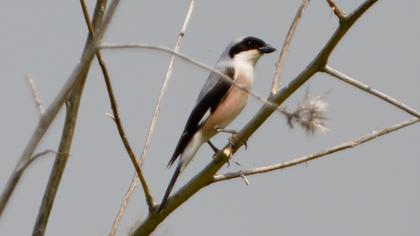 Karaalınlı örümcekkuşu