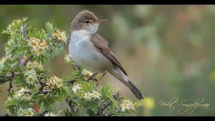 Upcher`s Warbler