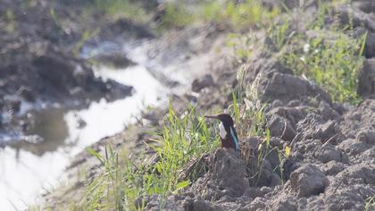 İzmir yalıçapkını