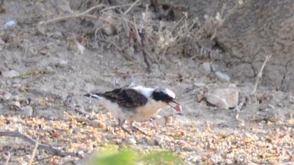 Karakulaklı kuyrukkakan