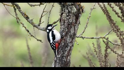 Orman alaca ağaçkakanı