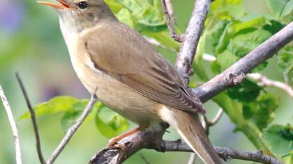 Çalı kamışçını