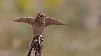 Türkistan çorak toygarı