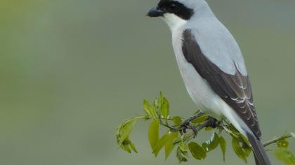 Karaalınlı örümcekkuşu