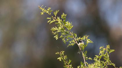 Karaboğazlı ötleğen