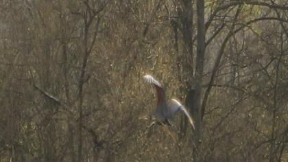 Erguvani balıkçıl