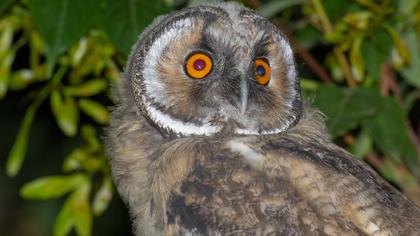 Kulaklı orman baykuşu