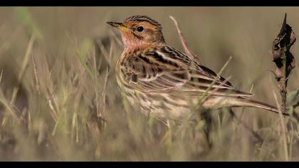 Kızılgerdanlı incirkuşu