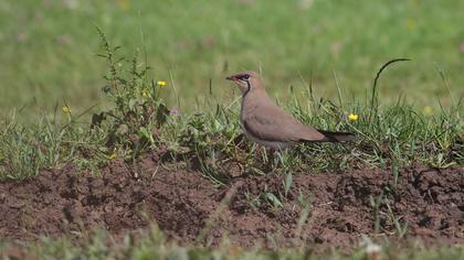 Bataklıkkırlangıcı