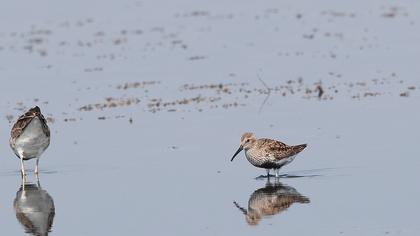 Karakarınlı kumkuşu