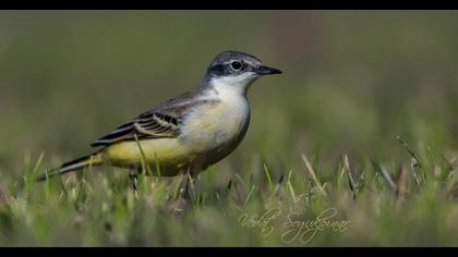 Sarı kuyruksallayan
