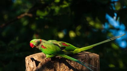 İskender papağanı