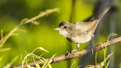 Akgerdanlı ötleğen