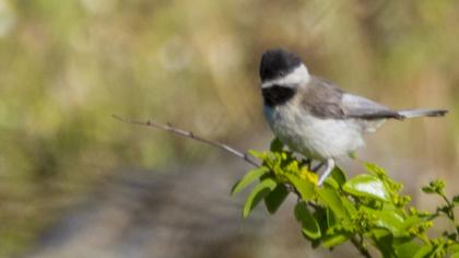 Akyanaklı baştankara