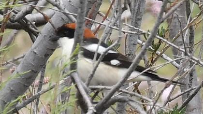 Kızılbaşlı örümcekkuşu