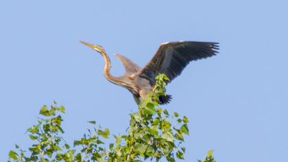 Erguvani balıkçıl