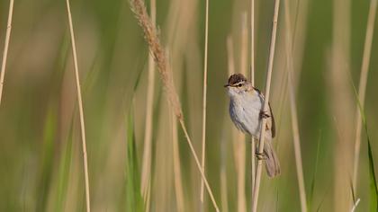 Doğu kamışçını