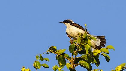 Karakulaklı kuyrukkakan