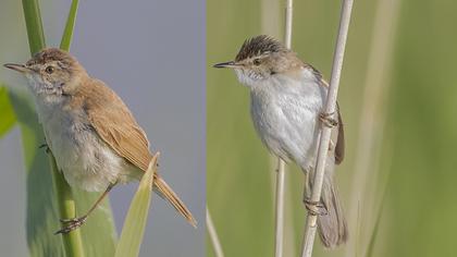 Doğu kamışçını