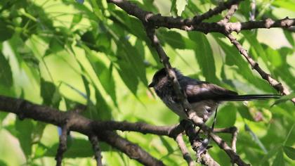 Uzunkuyruklu baştankara