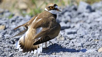 Halkalı küçük cılıbıt