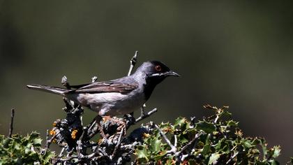 Karaboğazlı ötleğen