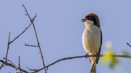 Kızılbaşlı örümcekkuşu