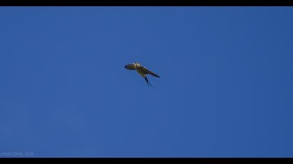 Kızıl kırlangıç