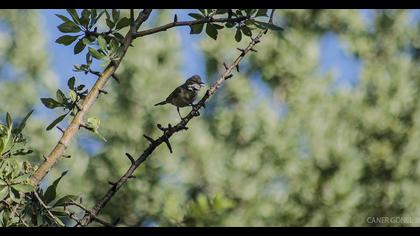 Akgerdanlı ötleğen