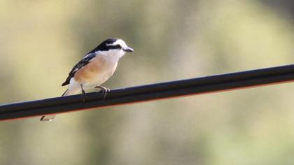 Maskeli örümcekkuşu