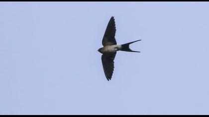 Kızıl kırlangıç