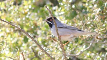 Karaboğazlı ötleğen