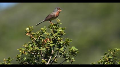 Bıyıklı ötleğen