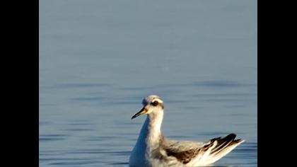 Kızıl denizdüdükçünü